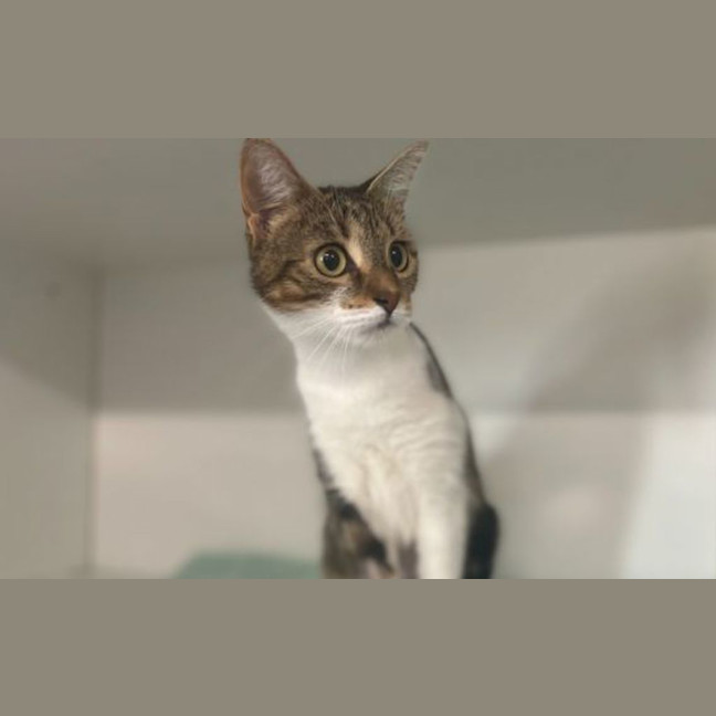 Photo of Pippin