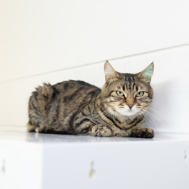 Photo of Munchkin