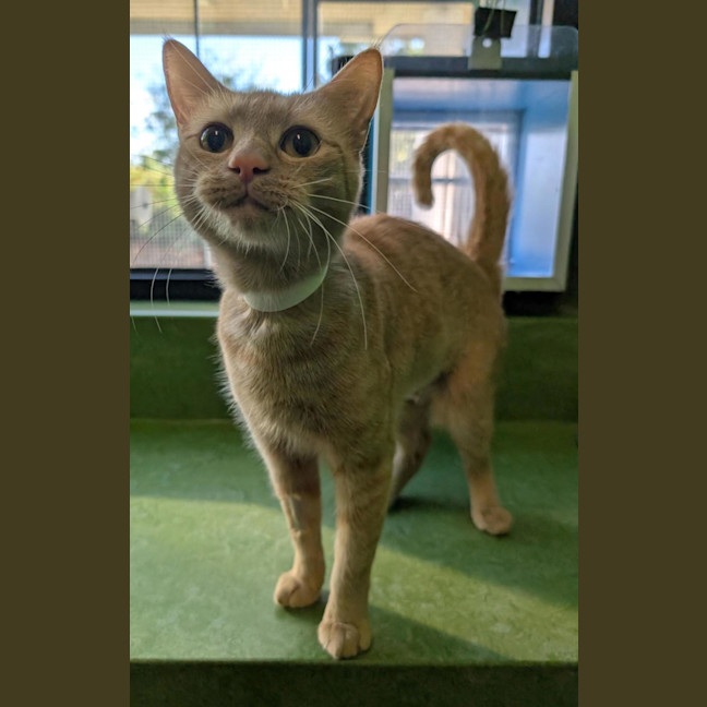 Photo of Muse (Bonded With Ponder)