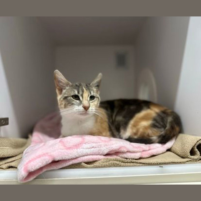Photo of Petal