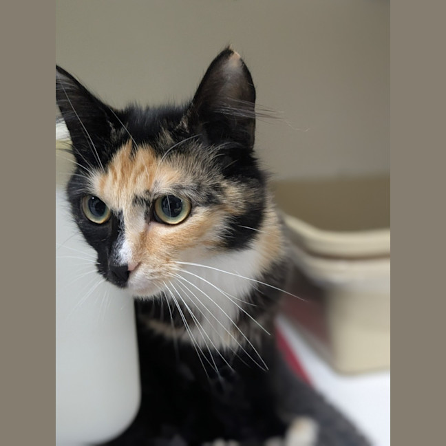 Photo of 🧚‍♀️ Pixie 5855 🧚‍♀️