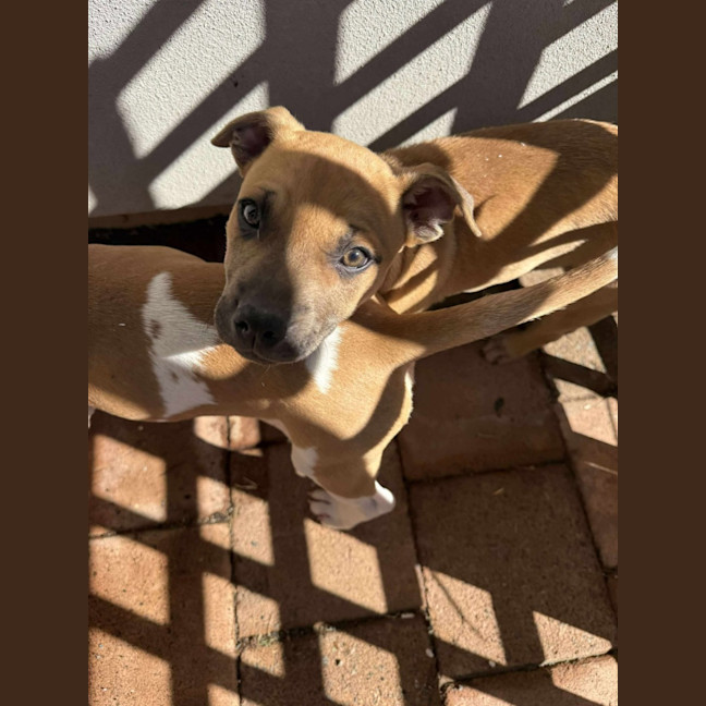 Photo of Rocco