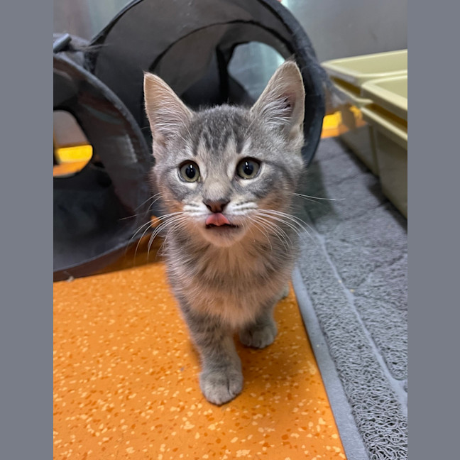 Photo of Zephyr