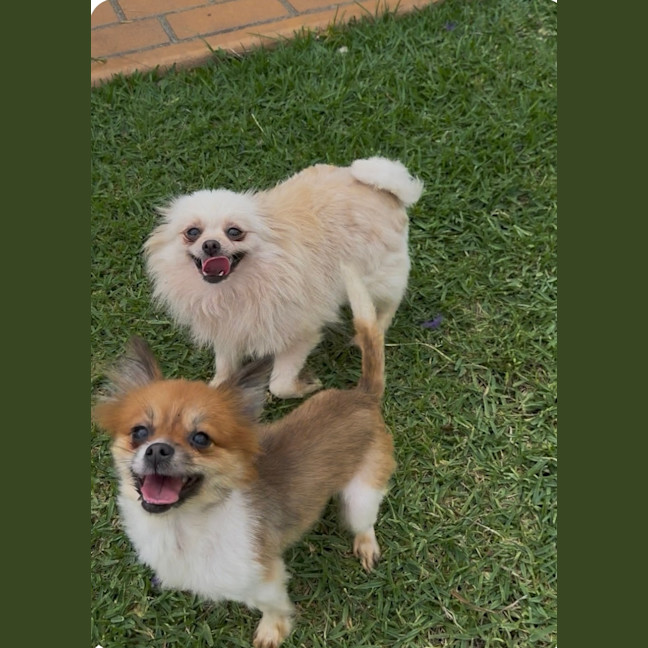 Photo of Coco & Bubbles 