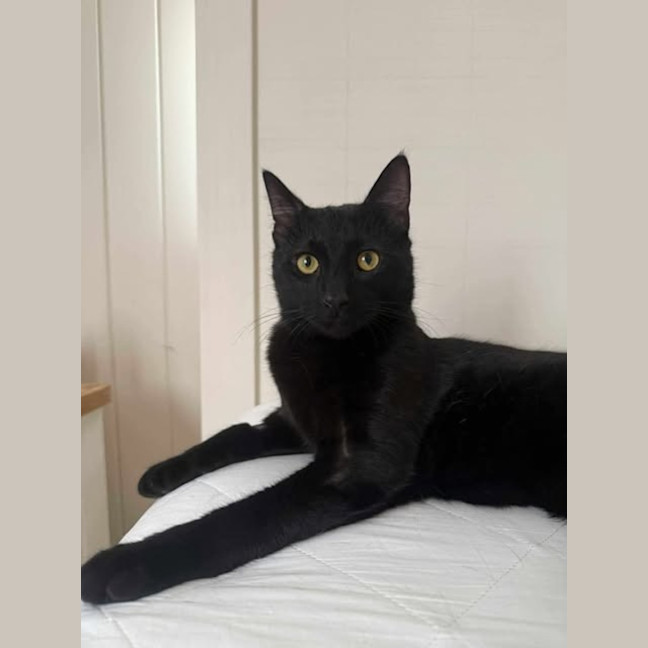 Photo of Jinx 