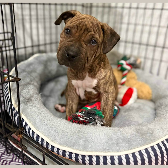 Photo of Tank