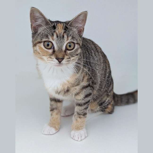 Photo of Daphne