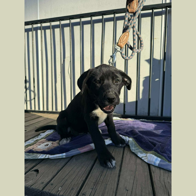 Photo of Ruby