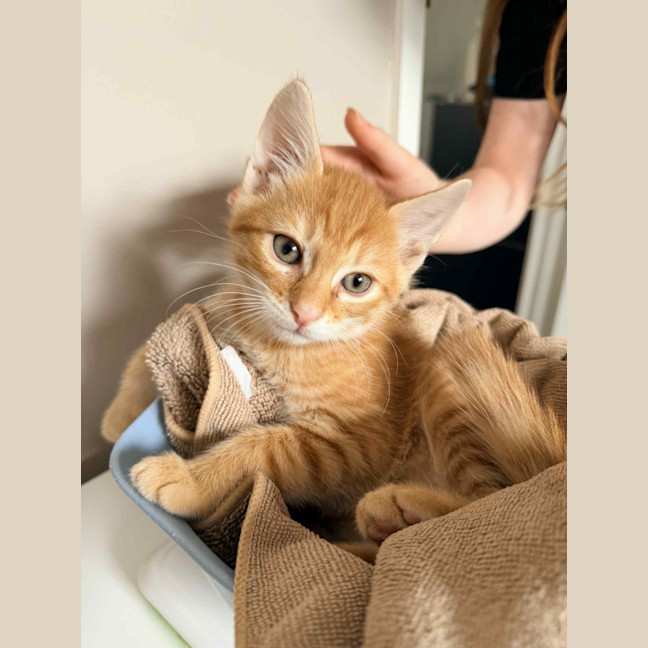 Photo of June & Simba 