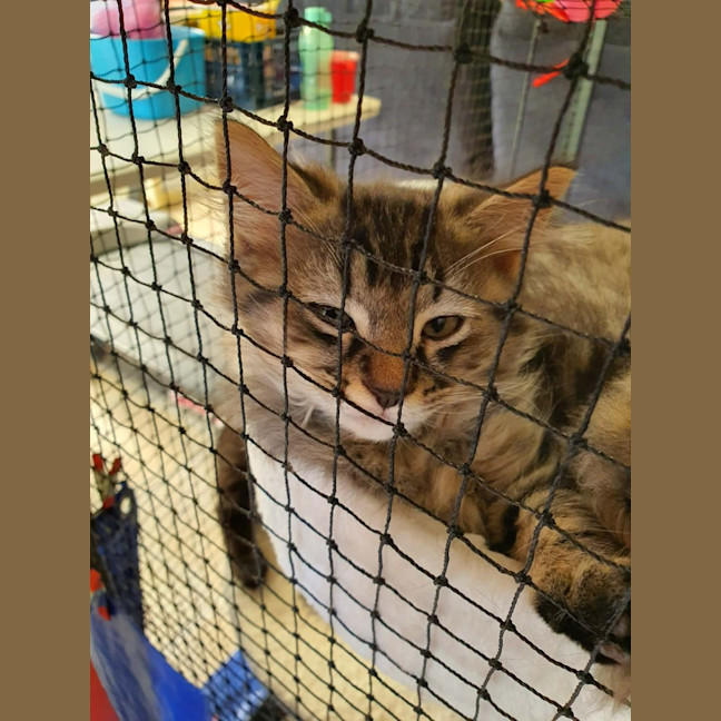 Photo of Barker ** 2nd Chance Cat Rescue **