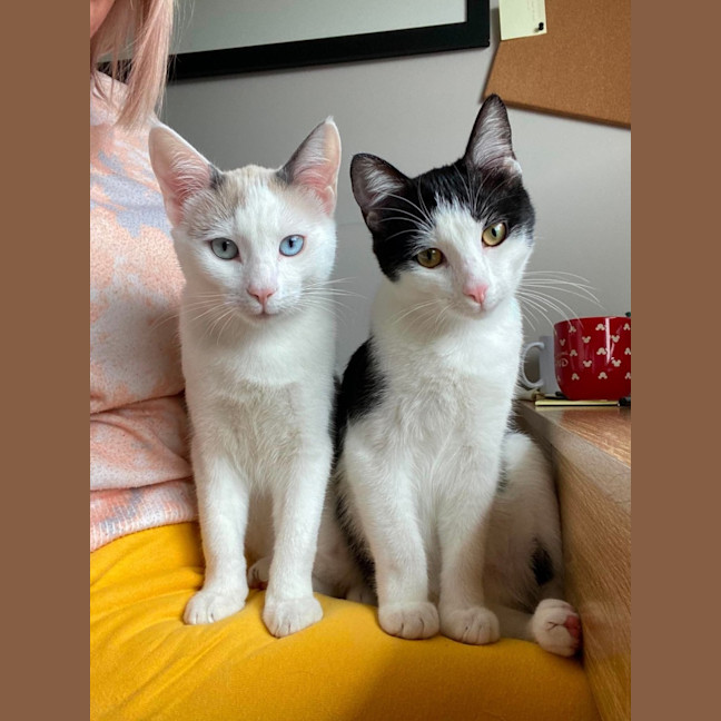 Photo of Oreo & Vanilla 