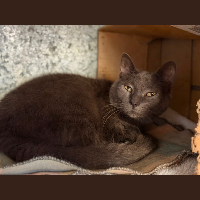 Photo of Puss