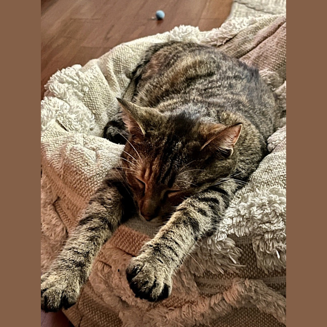 Photo of Penelope **2nd Chance Cat Rescue**