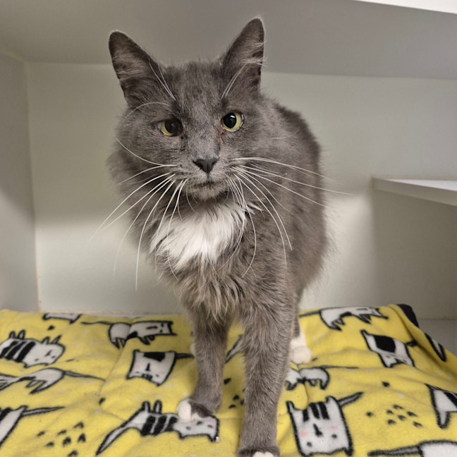 Photo of Lady Grey 