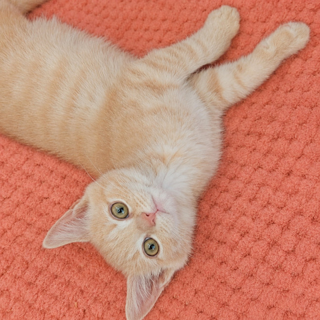 Photo of Boccocini