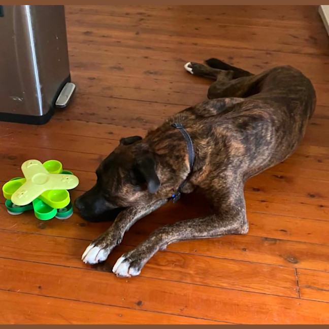 Photo of Max   5 Year Old Staffy X Ridgeback