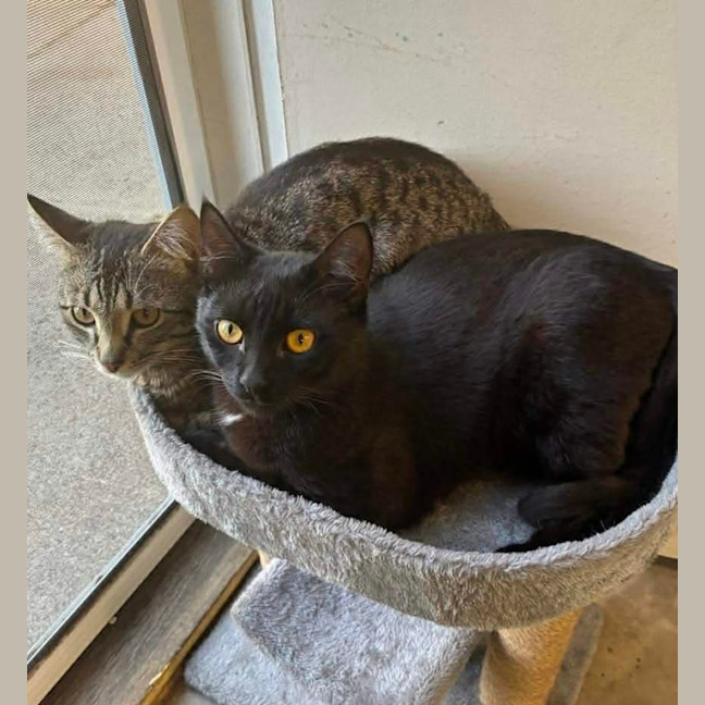 Photo of Augustus & Douglas 