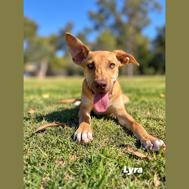 Photo of Lyra