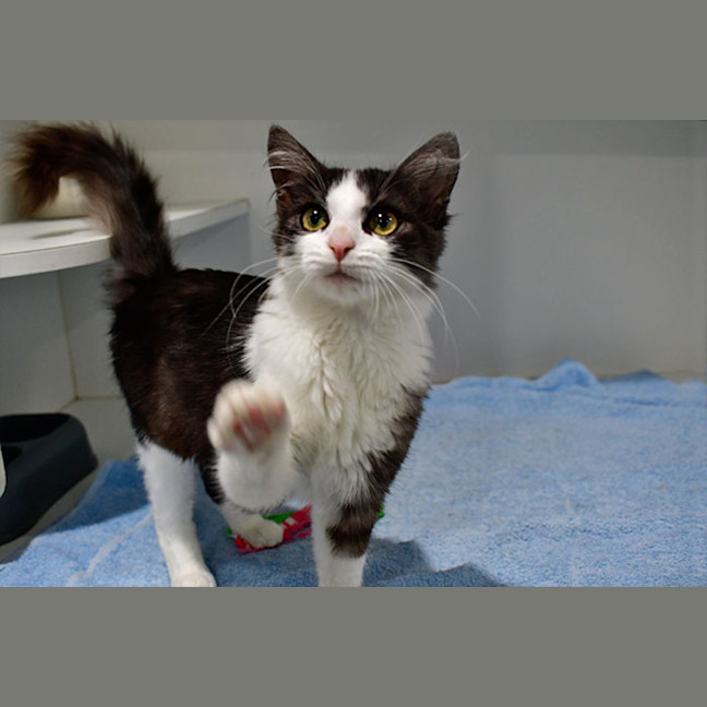 Photo of Sugar Cookie