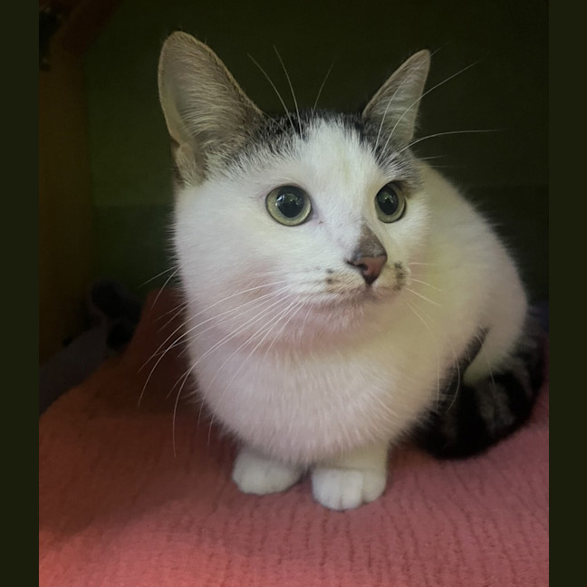 Photo of Blueberry