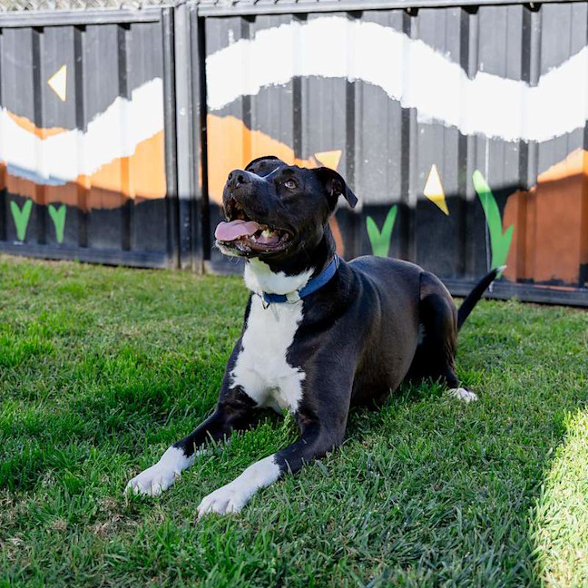 Photo of Goose