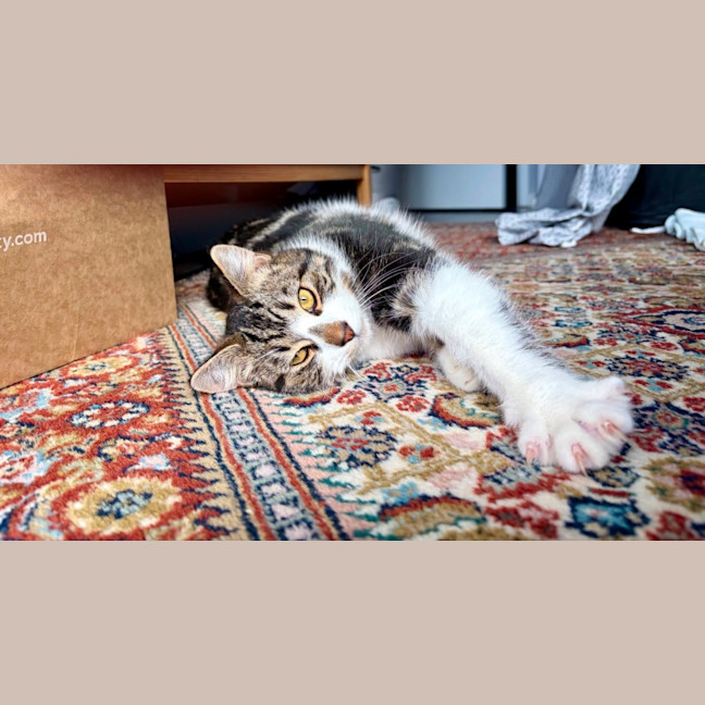 Photo of Bertie 