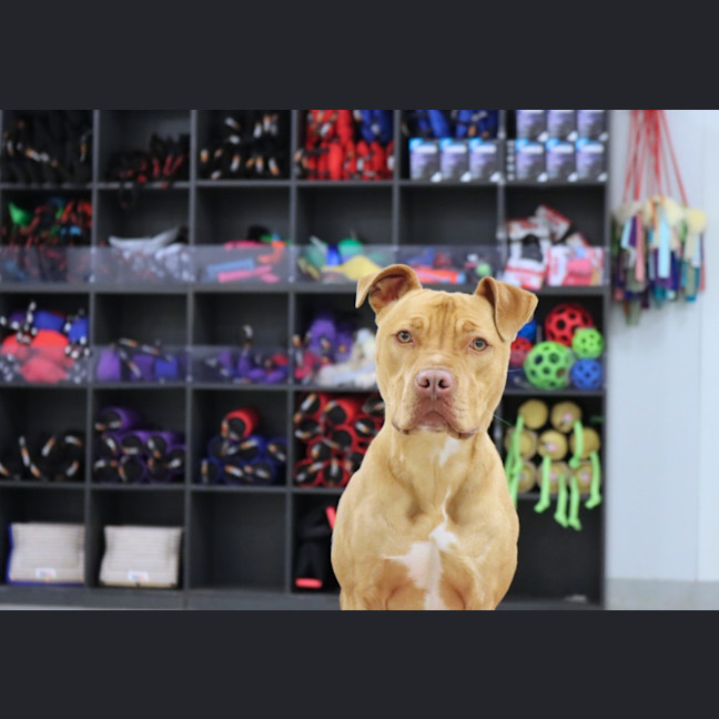 Photo of Peppi