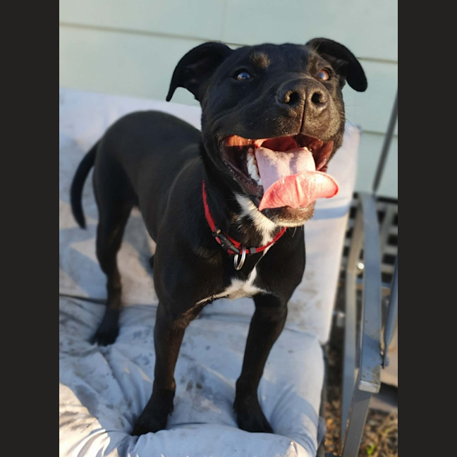 Photo of Kuro