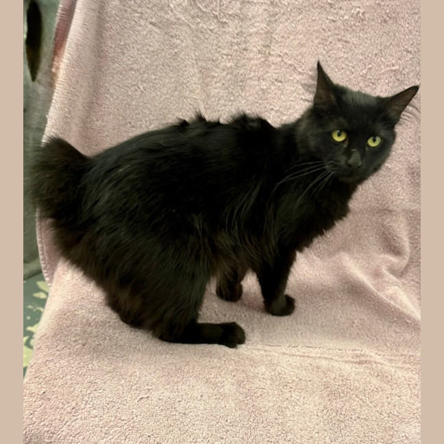 Photo of Pippy