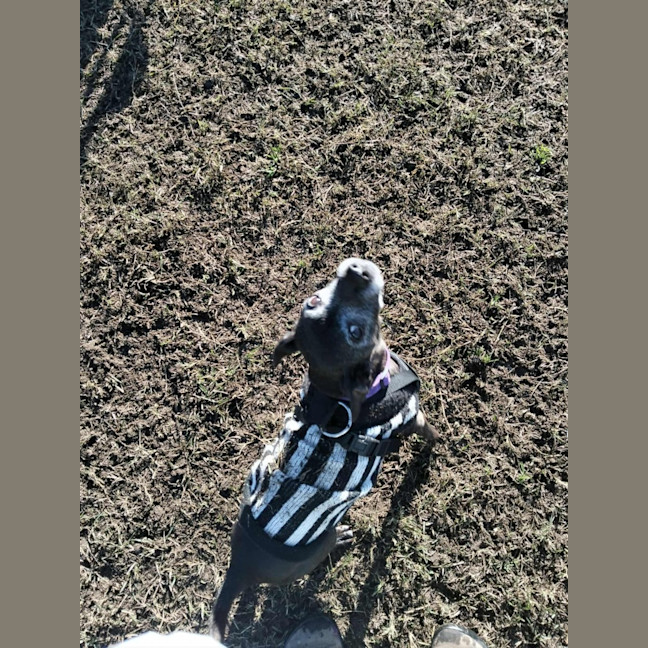 Photo of Nyxie   12 Year Old Jack Russell X