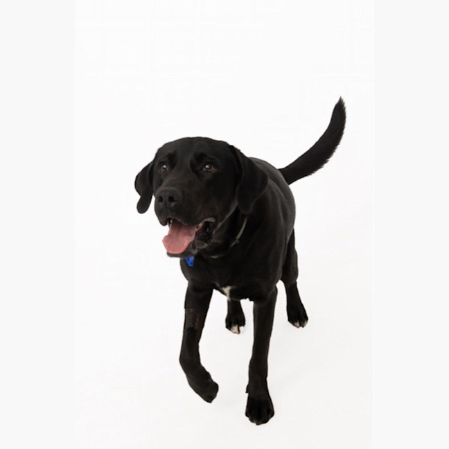 Photo of Luka   1 Year Old Labrador X (Trial)