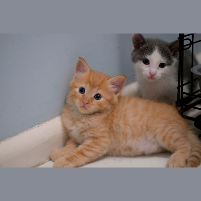 Photo of 😺 Garfield 😺