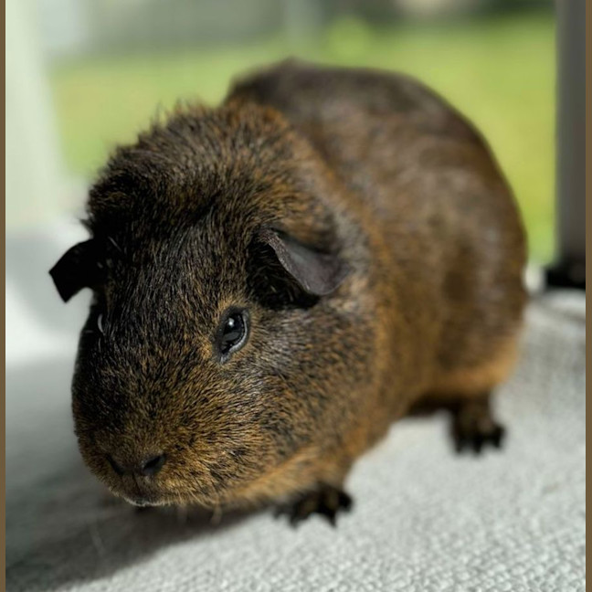 Photo of Sausage & Onyx