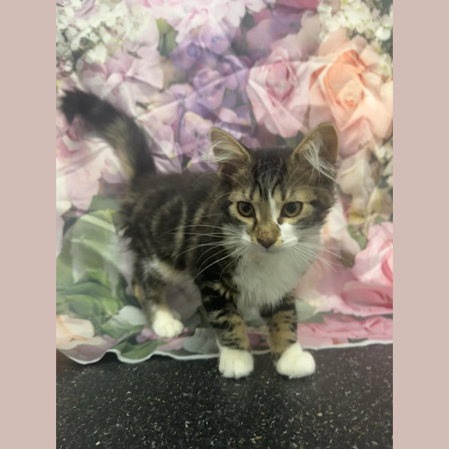 Photo of Linnie   Located In Kew