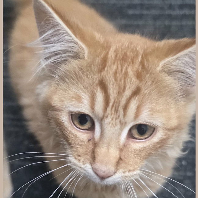 Photo of Lady Cattlin