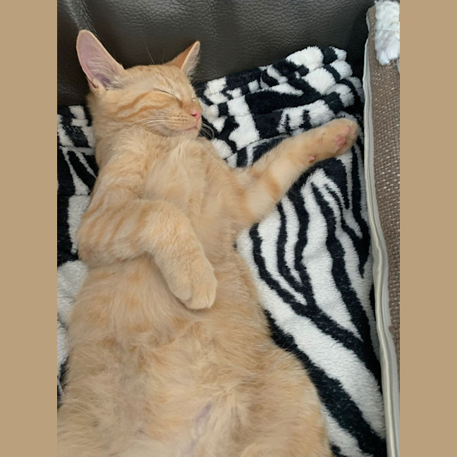 Photo of 🦁 Simba 🦁