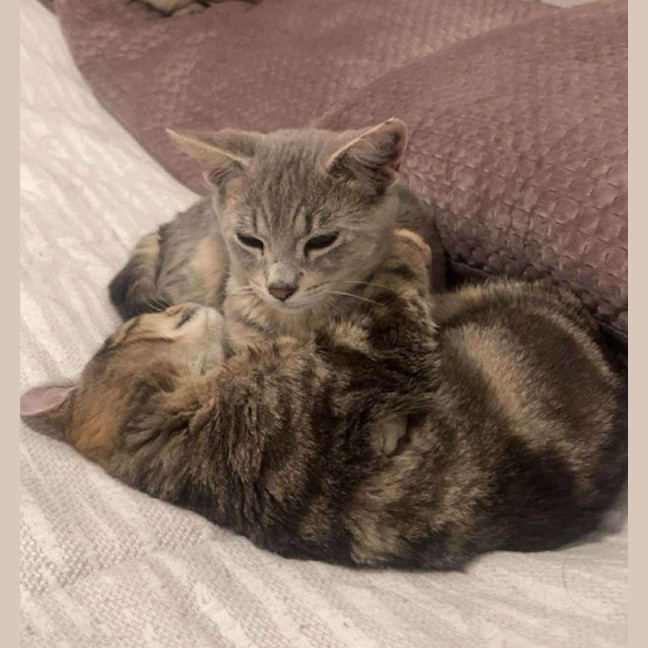 Photo of Cosmo & Teddy!