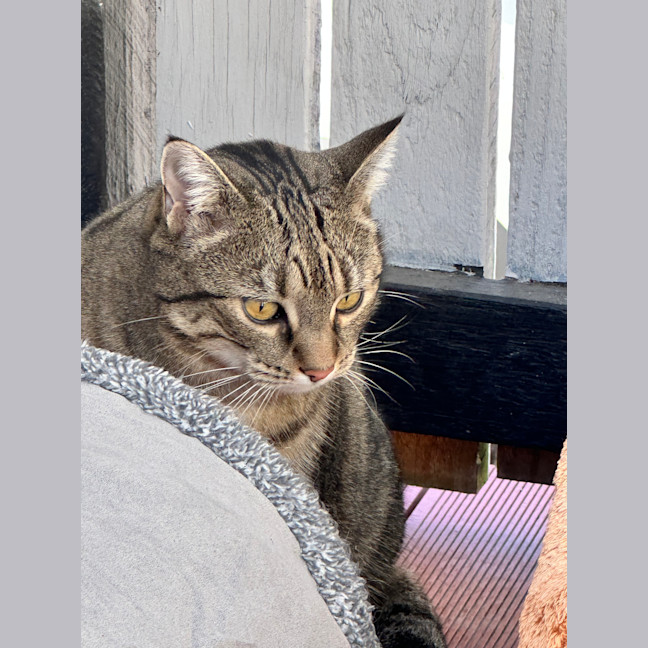 Photo of Minmin
