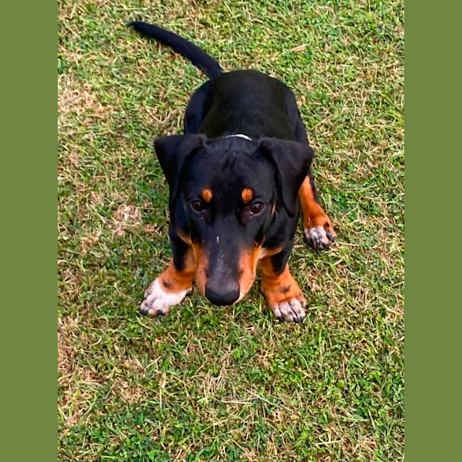 Photo of Strudel