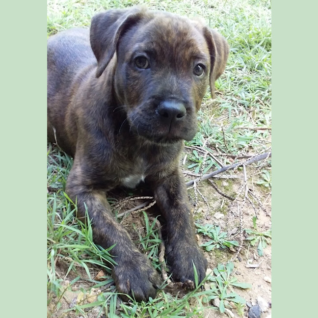 Photo of Pickles