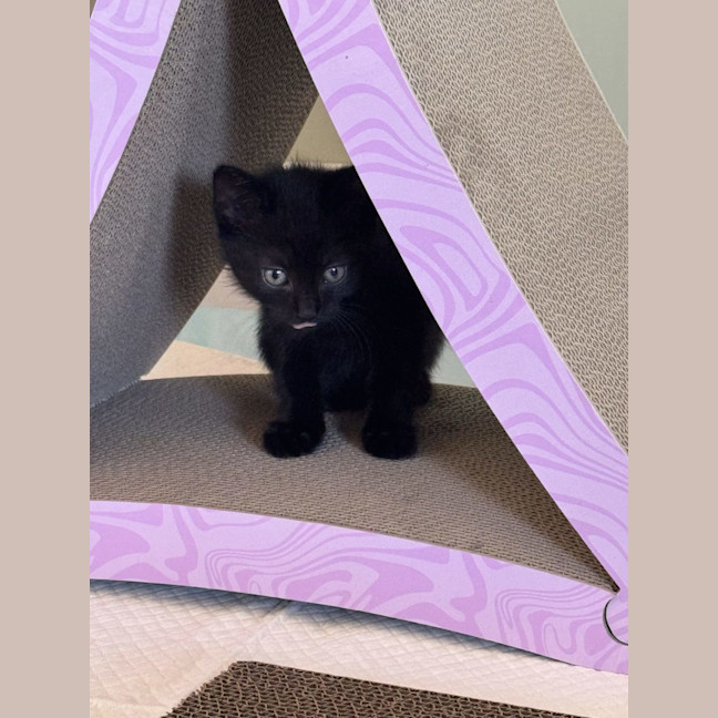 Photo of Atlas