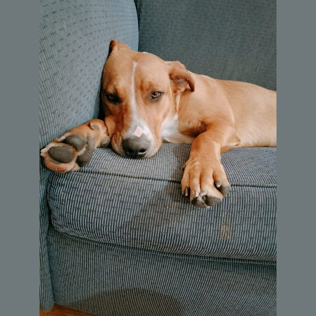 Photo of Maxi
