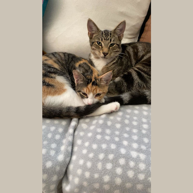 Photo of Nibbles