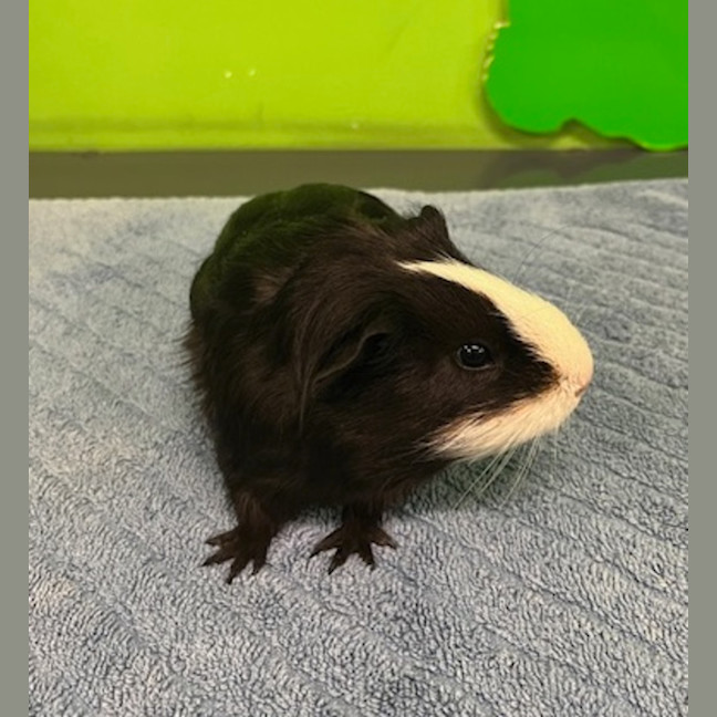 Photo of Croc