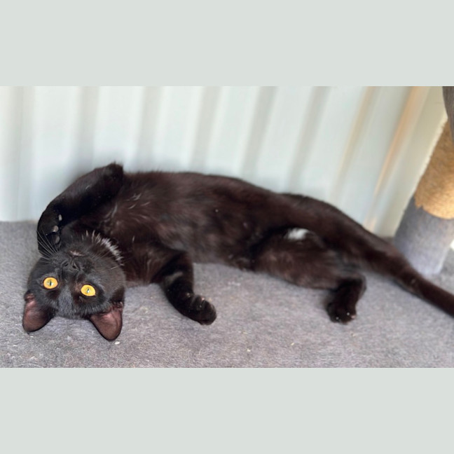 Photo of Bo