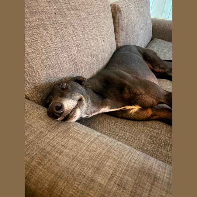 Photo of Sully