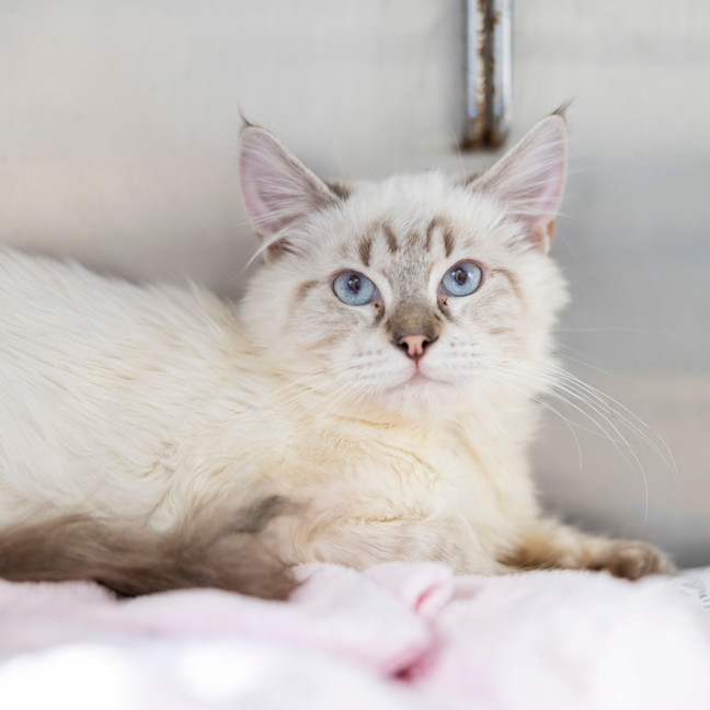 Photo of Wizard Lizard