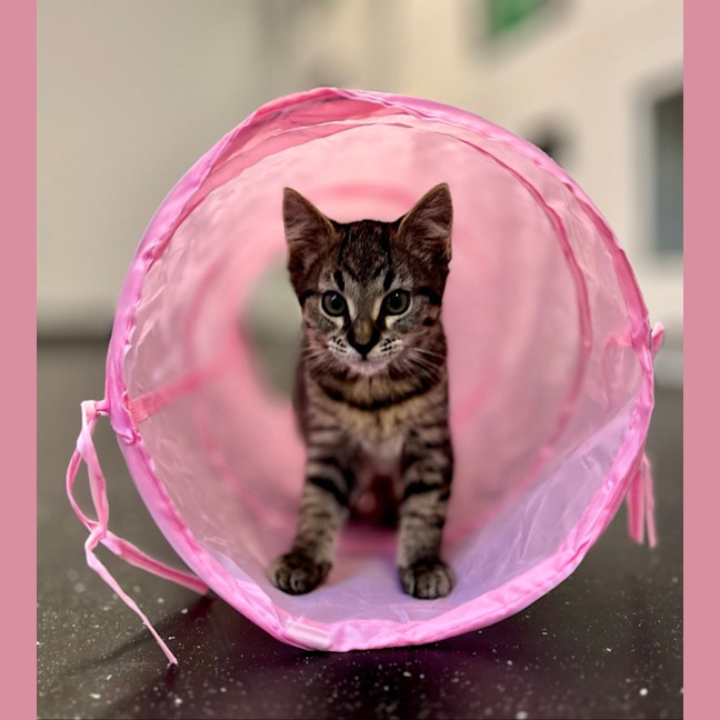 Photo of Tabby Kitten 