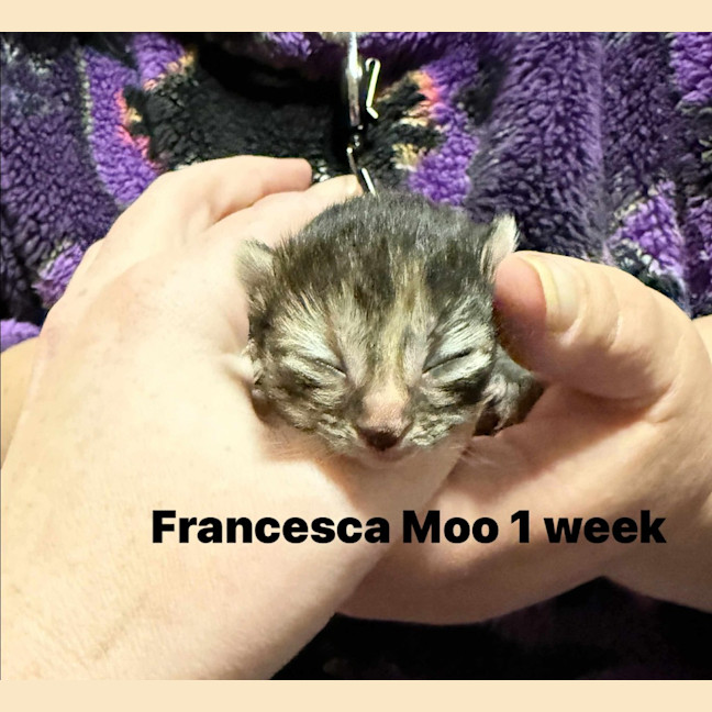 Photo of Francesca Moo