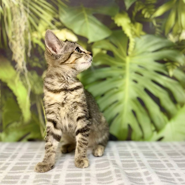Photo of Uma   Located In Preston